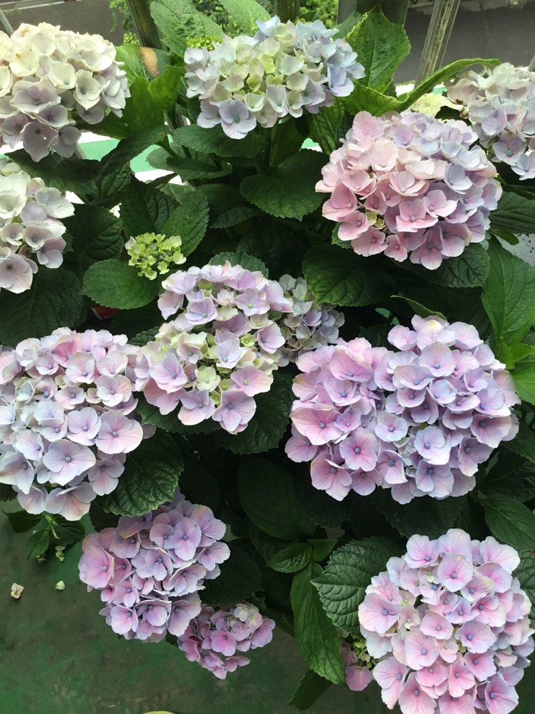 ぴーこた