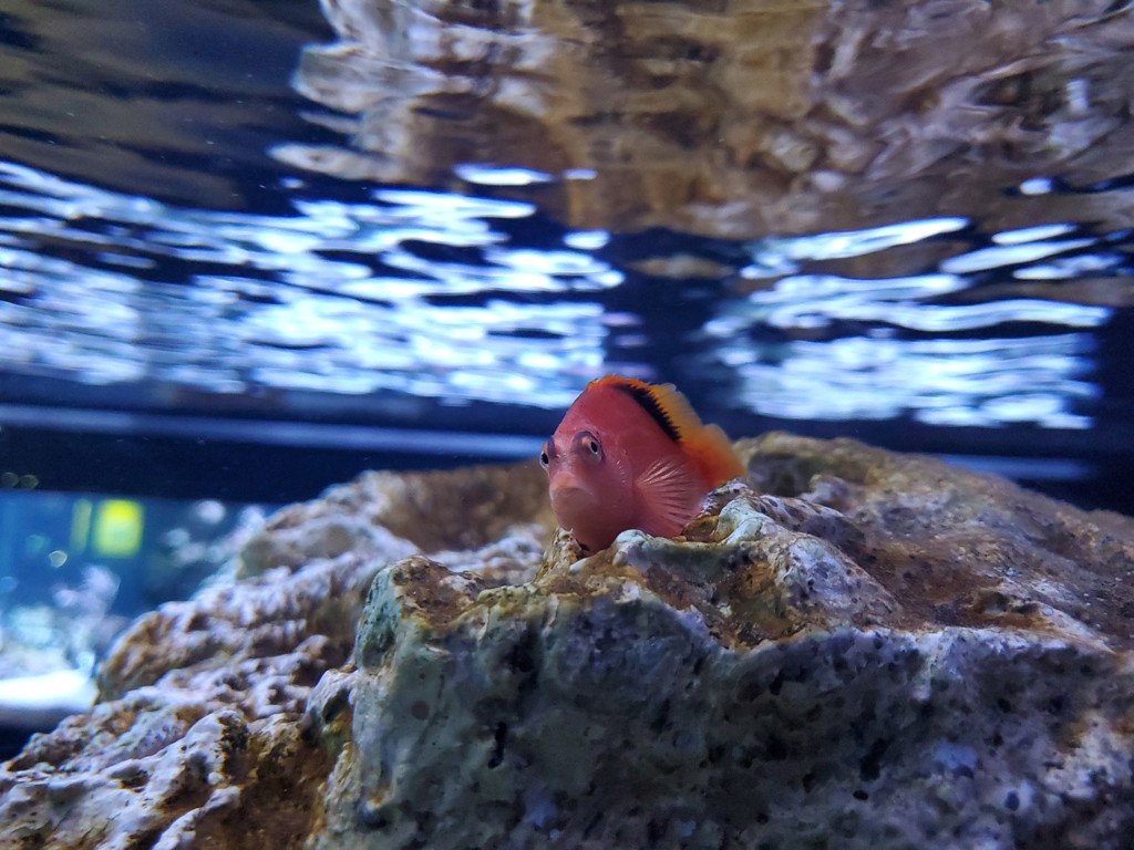 ヌノクマ