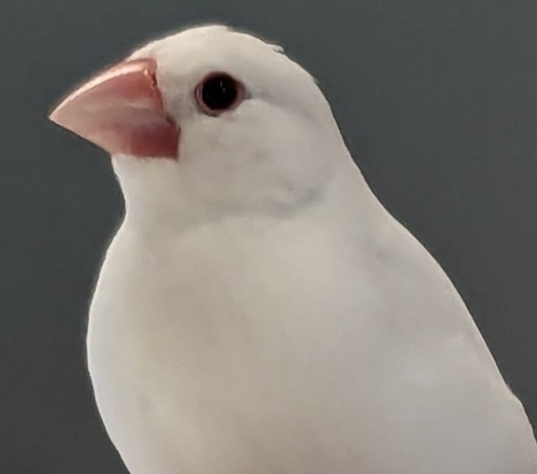 やこっぺ