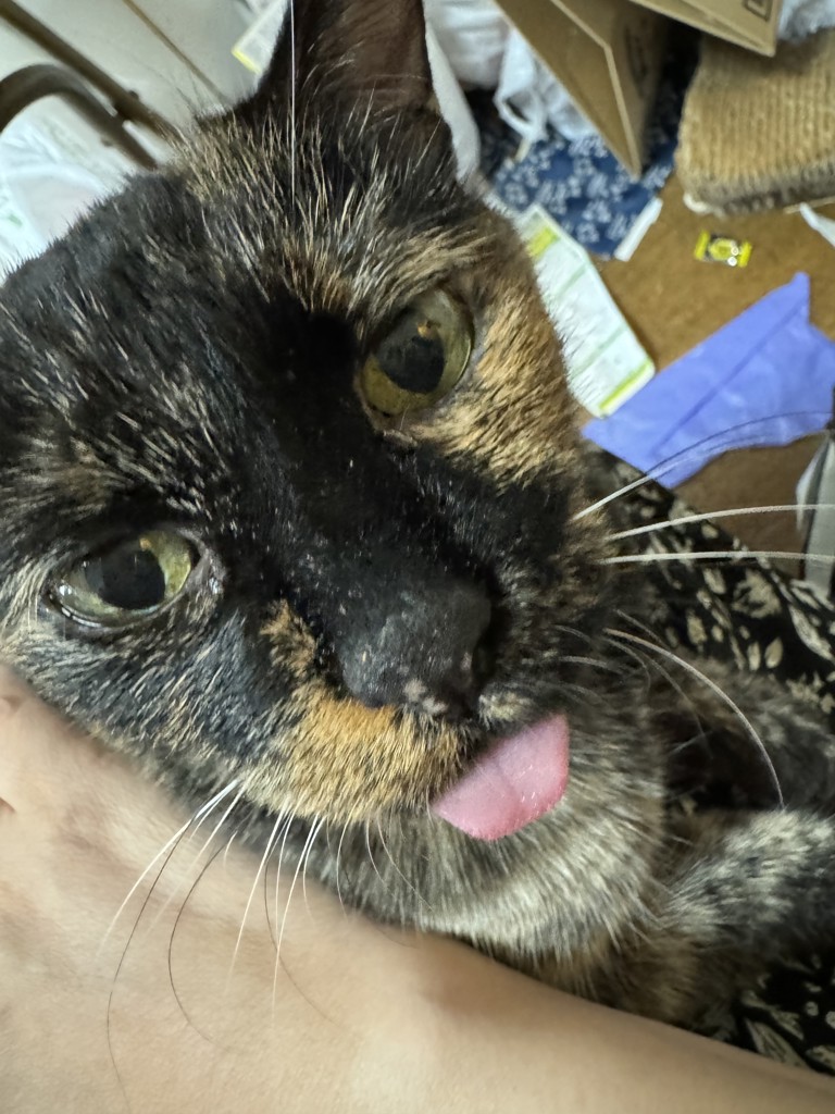 あかざ