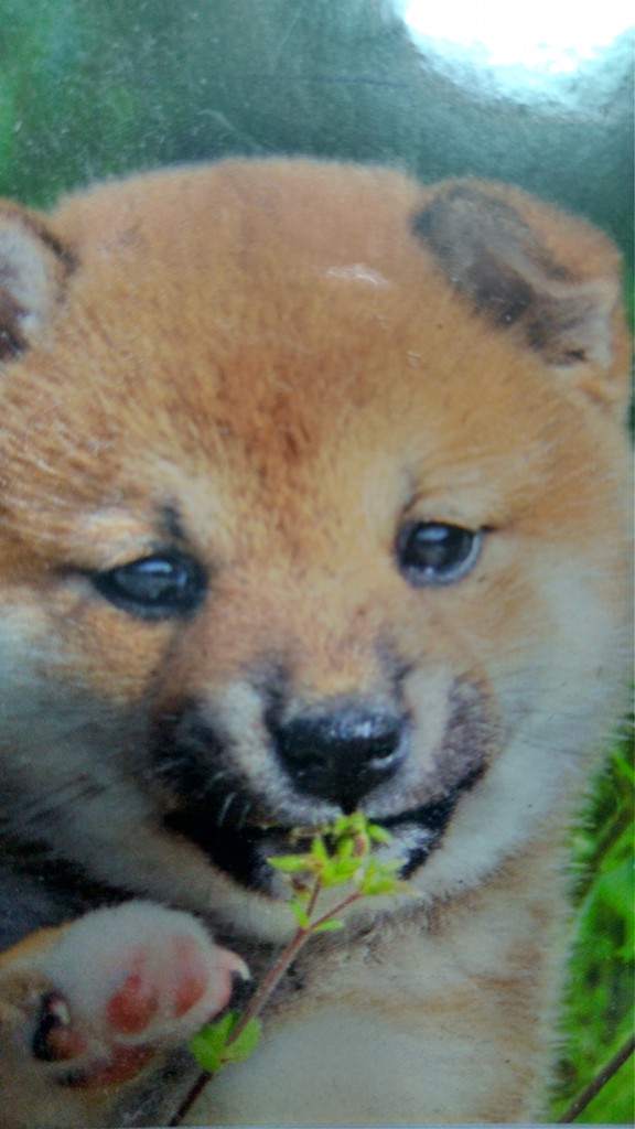 みっきー