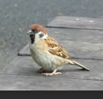 ユーザーアイコン