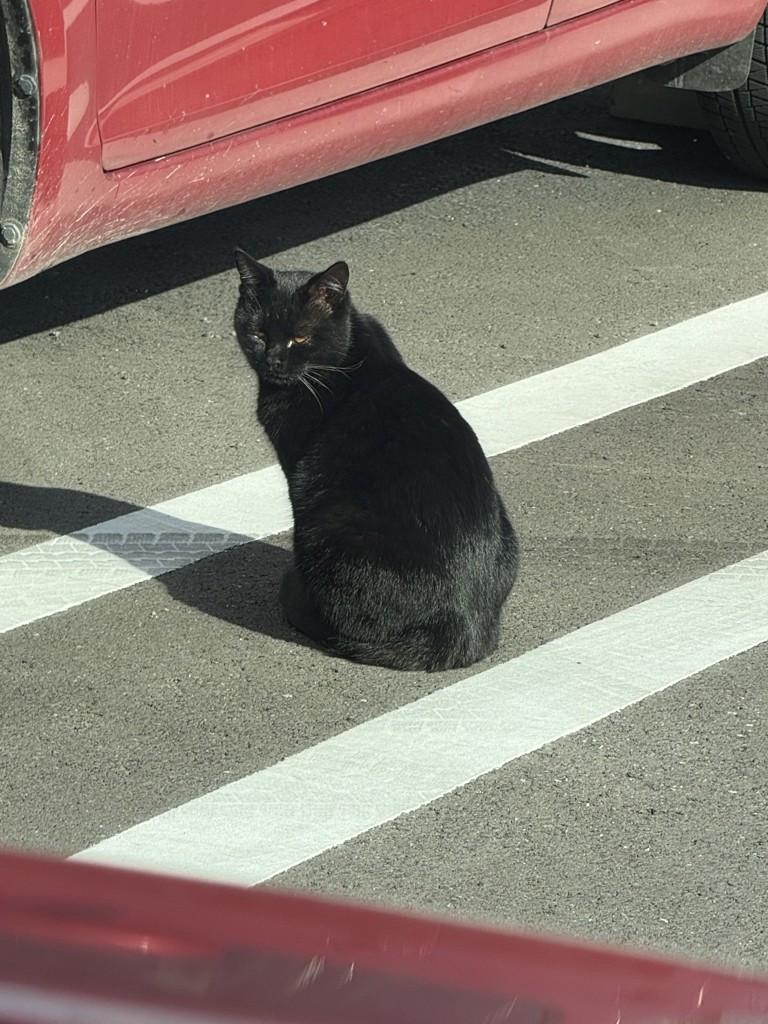 ノラネコ
