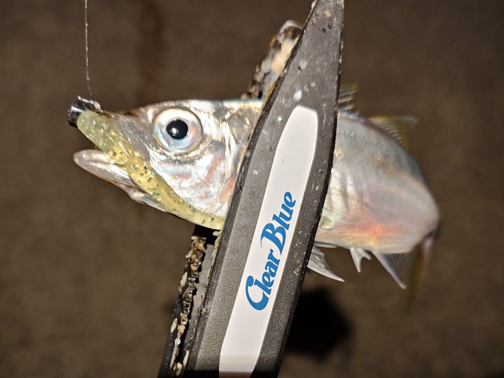 ClearBlue クリアブルー アジング福袋 クリスター 57BF/ANY【福袋 2024