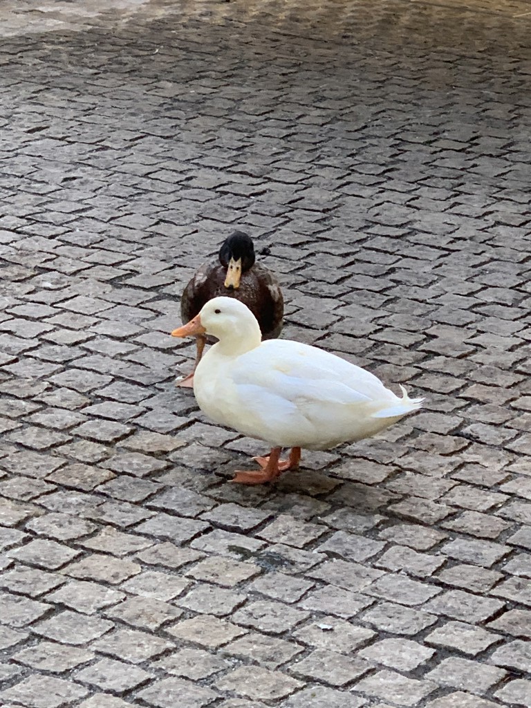 ぞお
