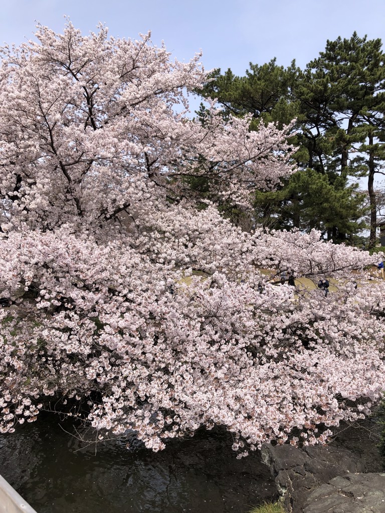 かなこ
