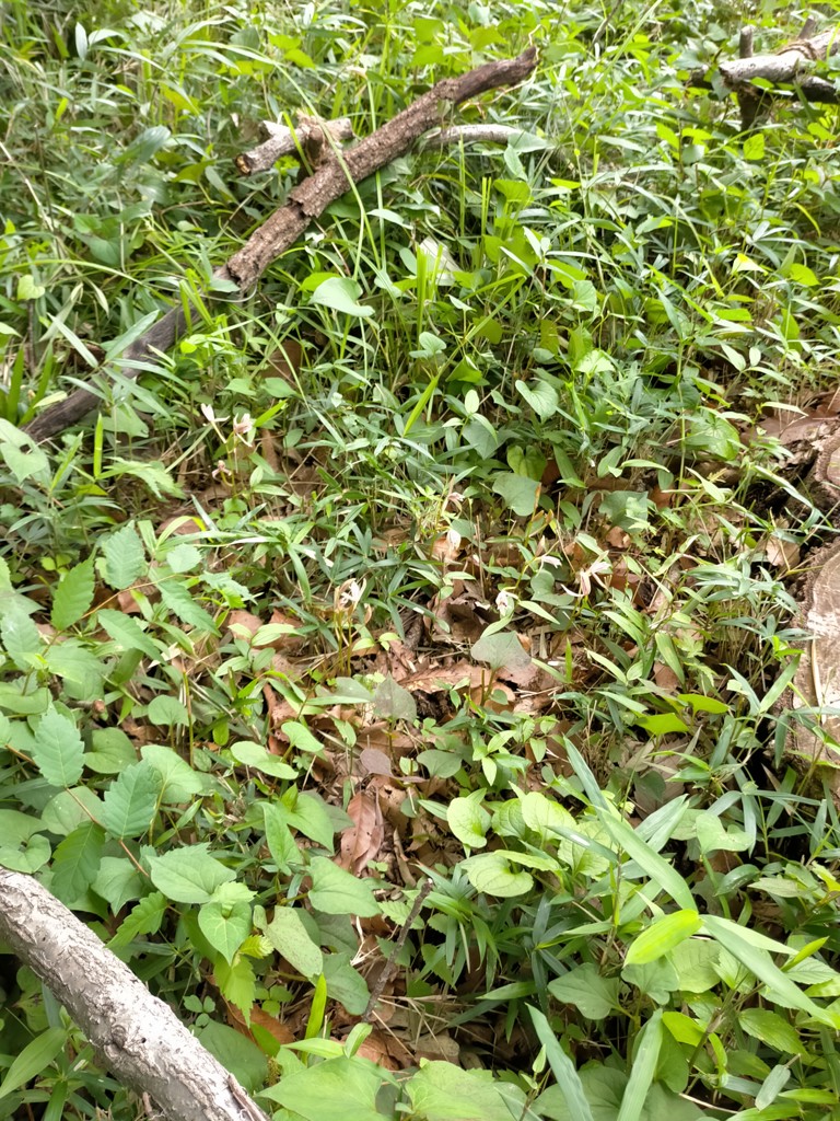 Kokikoreisha