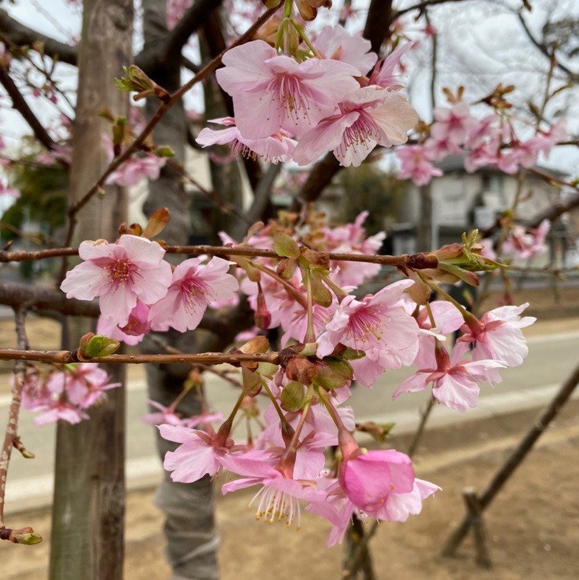 マウナロア【Maunaloa】|フラダンス衣装の専門店|クィーンアンスマキシ