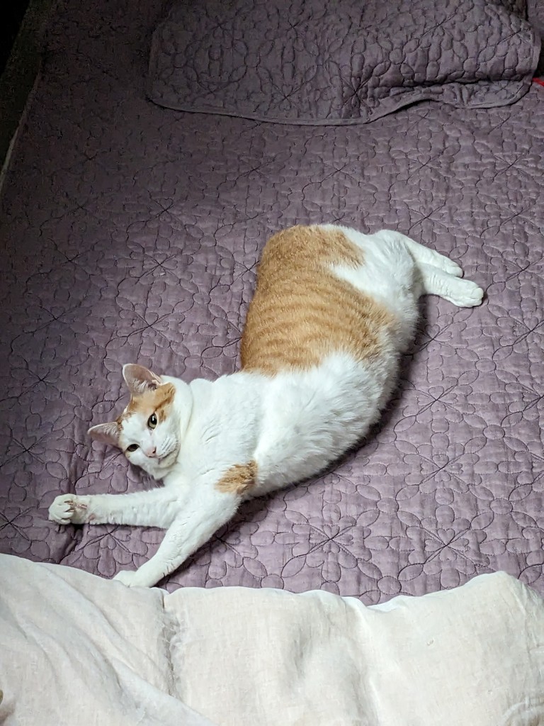 みそすけ