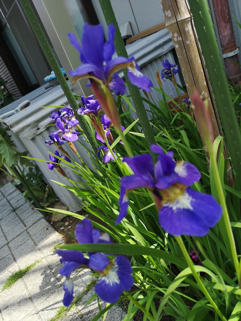 Iris