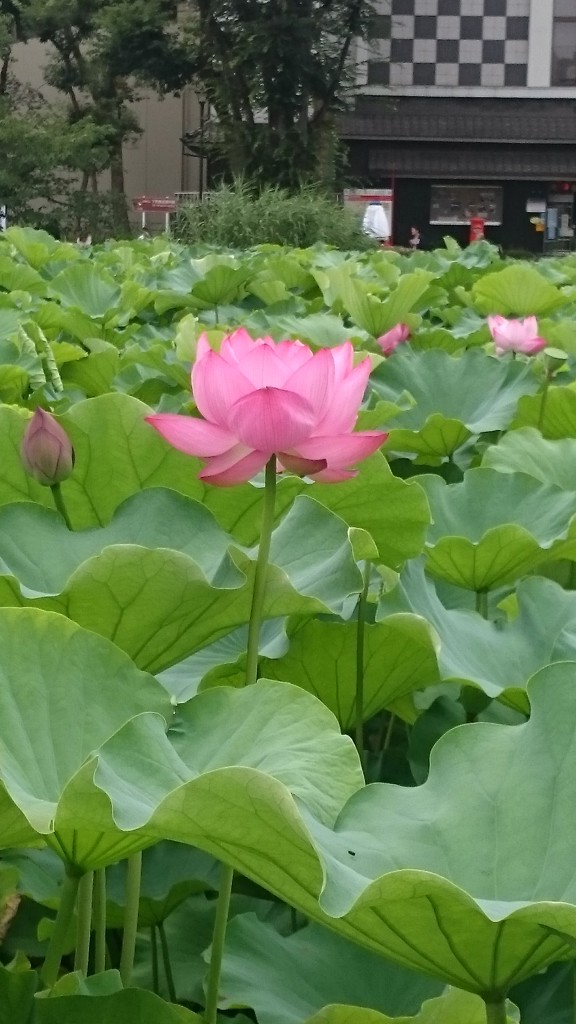 モネ