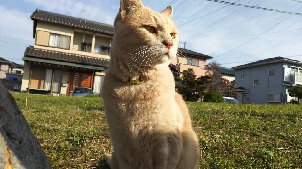 ひまくん