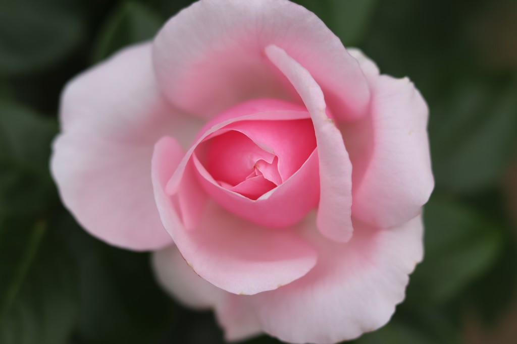 rosepink