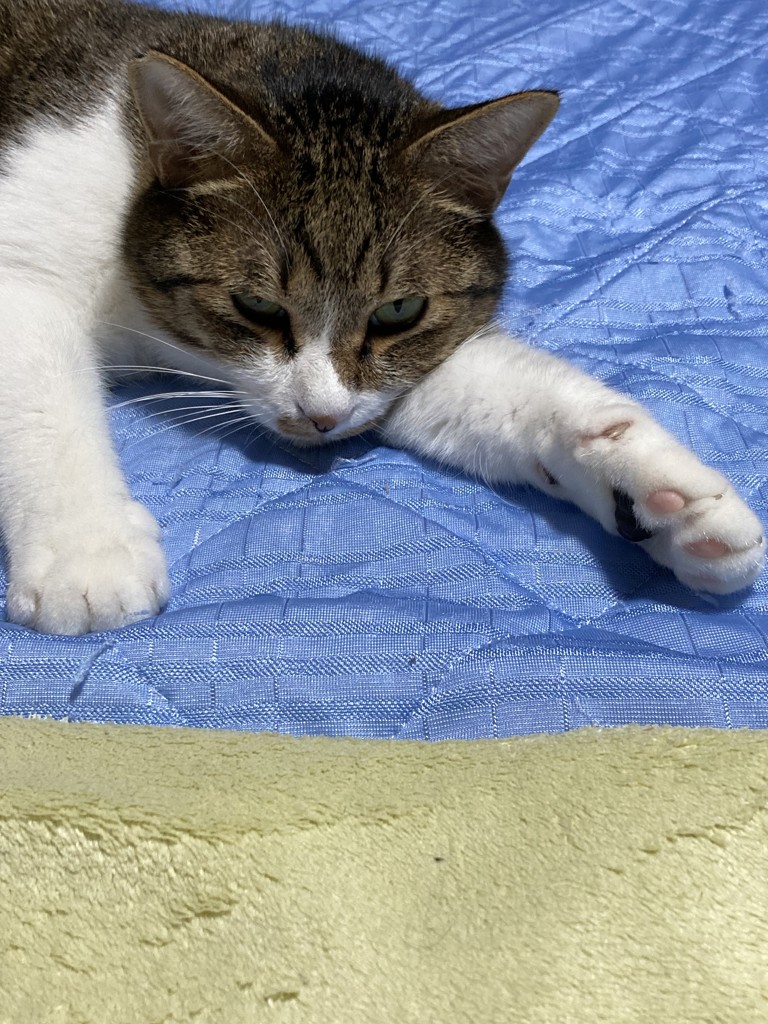 まゆ