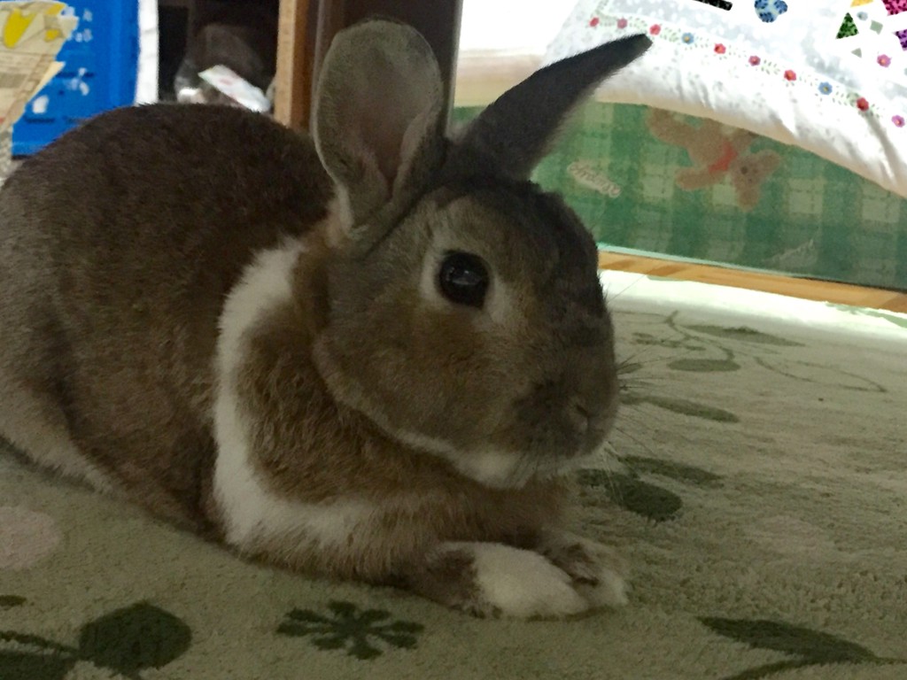 ユーザーアイコン