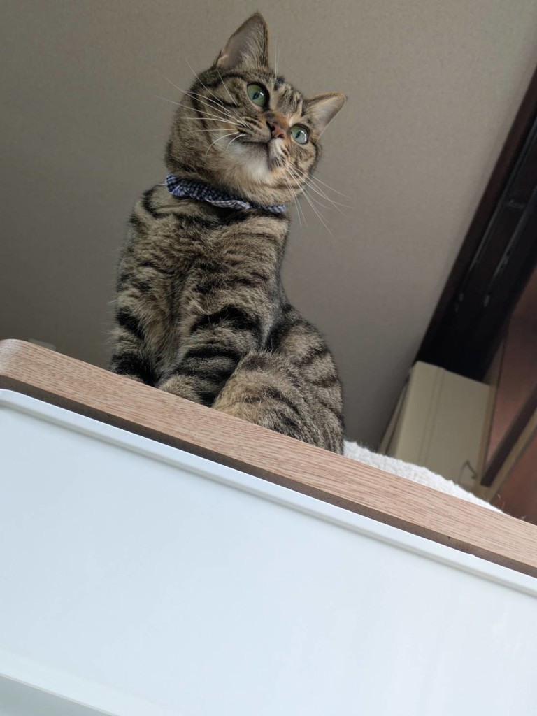にゃあ