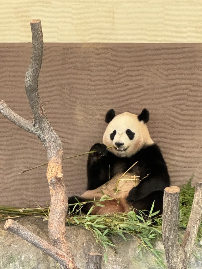 しんしん