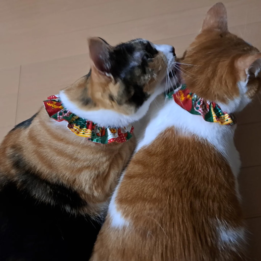 ミキピ