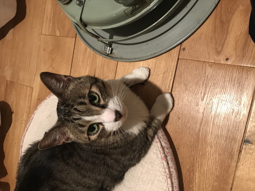 きょうこ