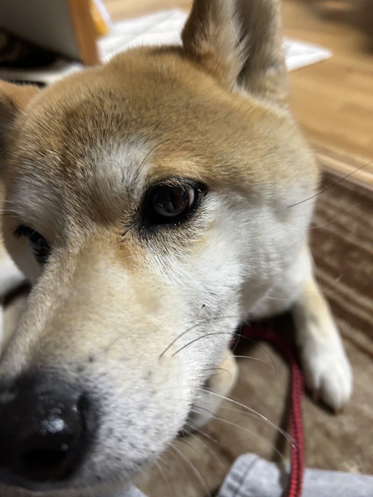 キコ