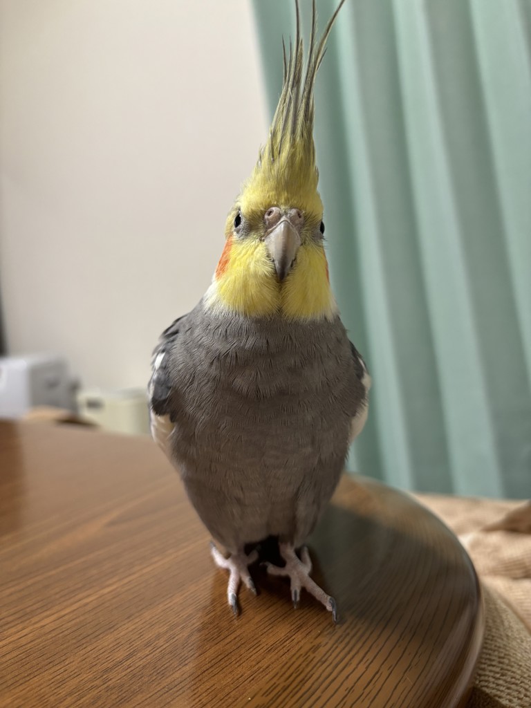 あこちゃん