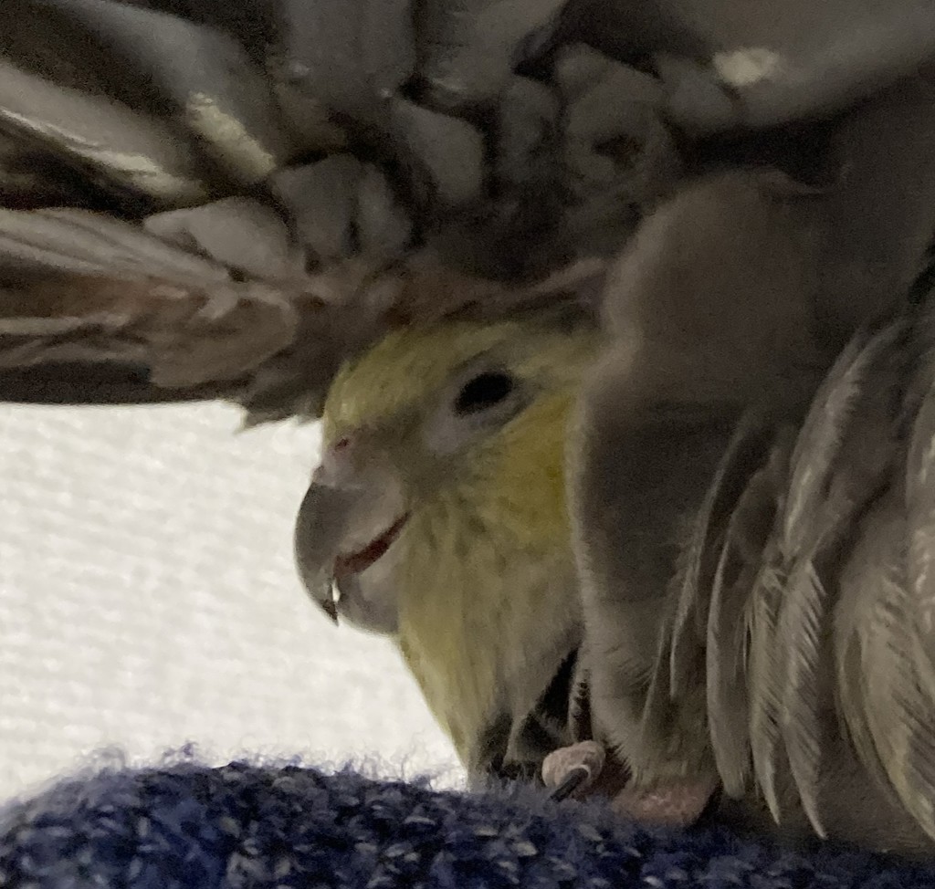 いくら