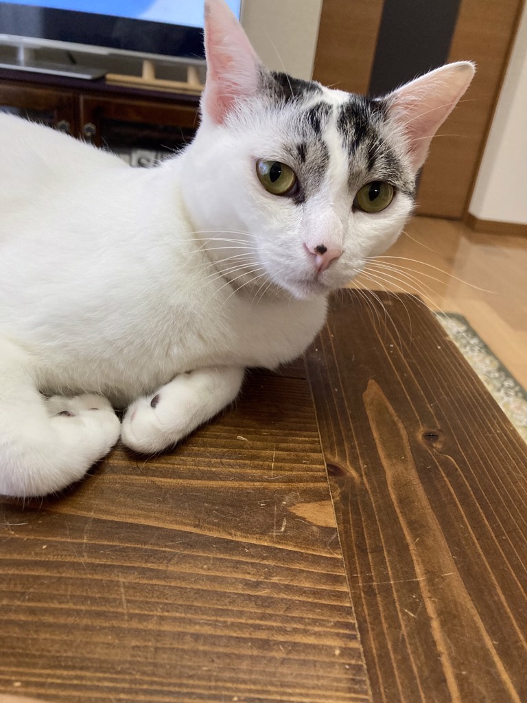 絹しっぽ