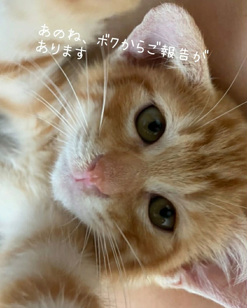 ひなこ