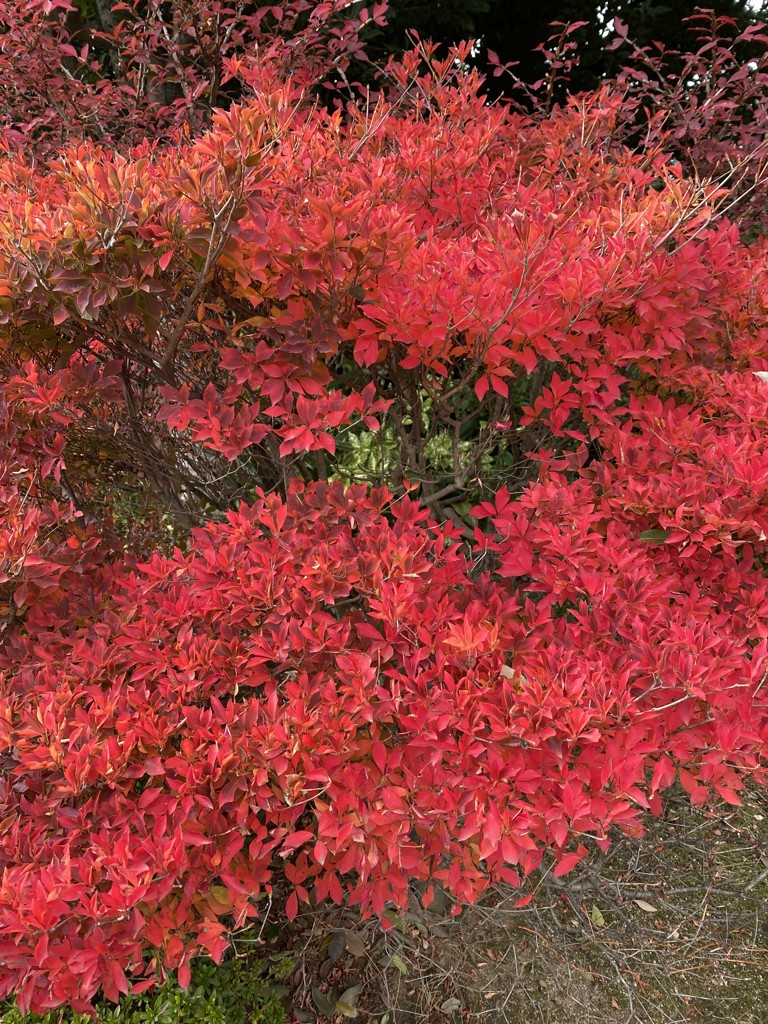 みったん