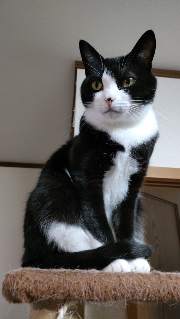 こむあいさん