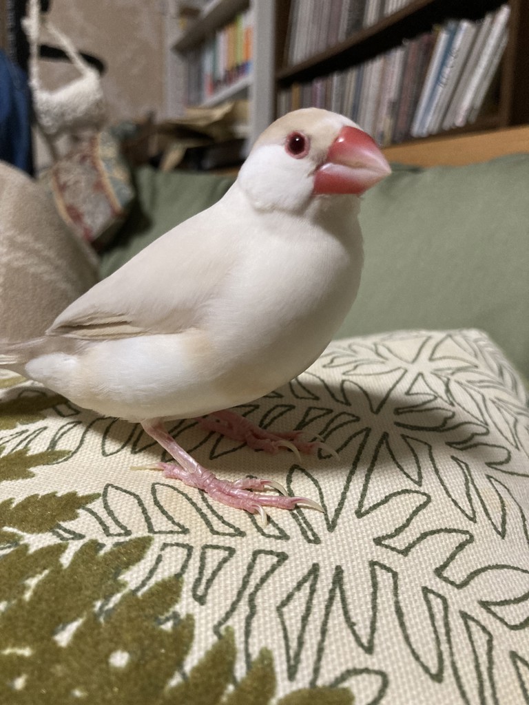 フォミン