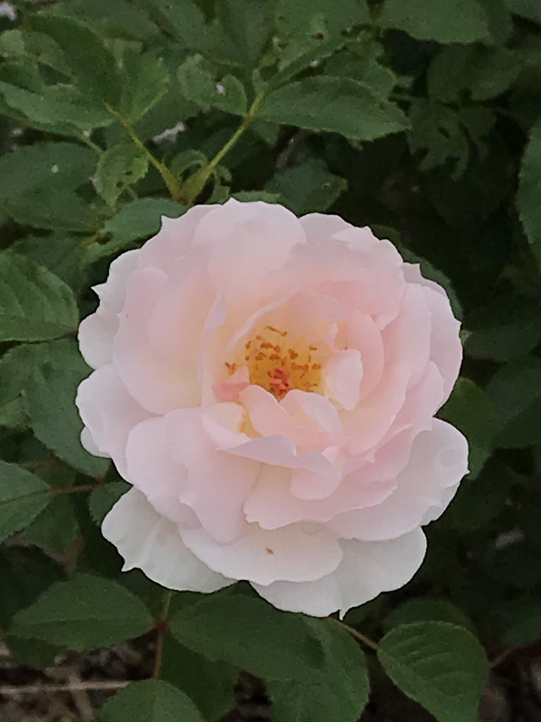 ハチ