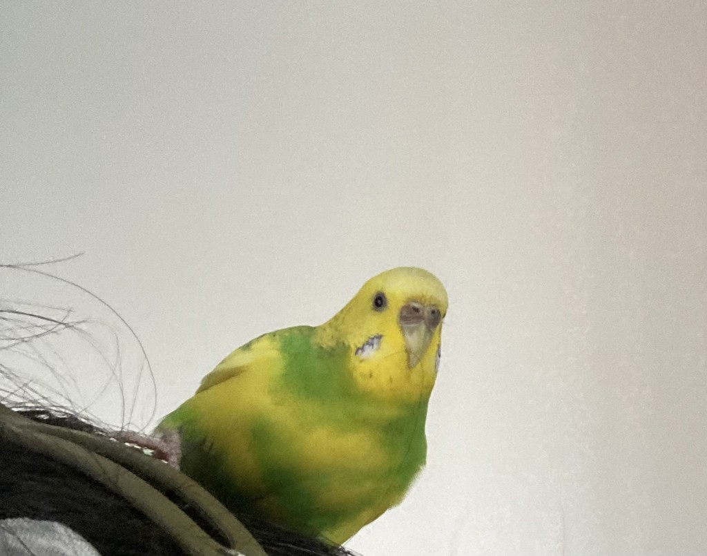 ナナ