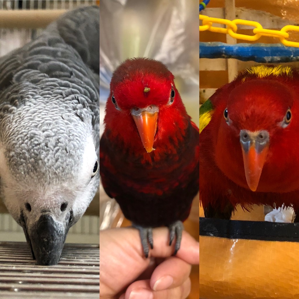 ピヨヨよよ