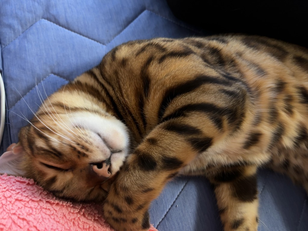 ユーザーアイコン