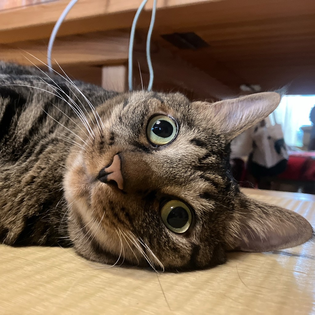 ハナコ