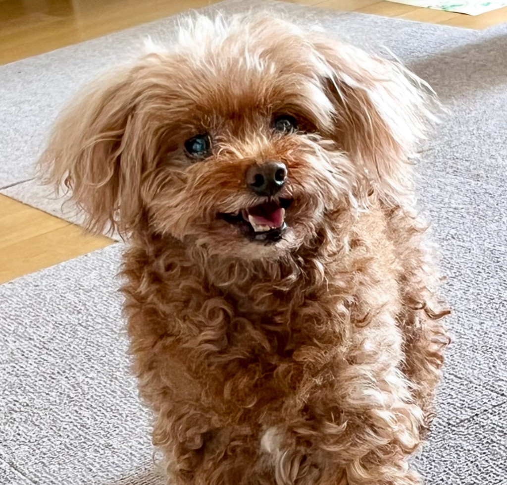 ゆひこ