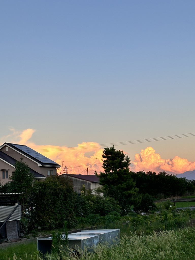 しましまっちょ