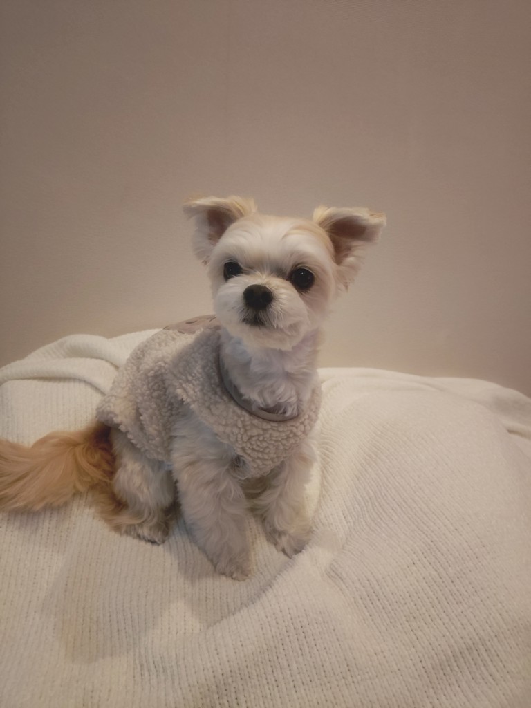 ユーザーアイコン