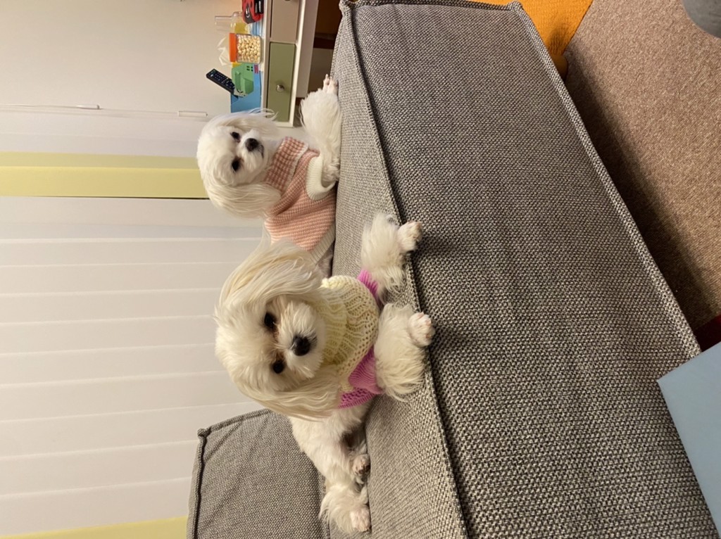 ゆかぴょん