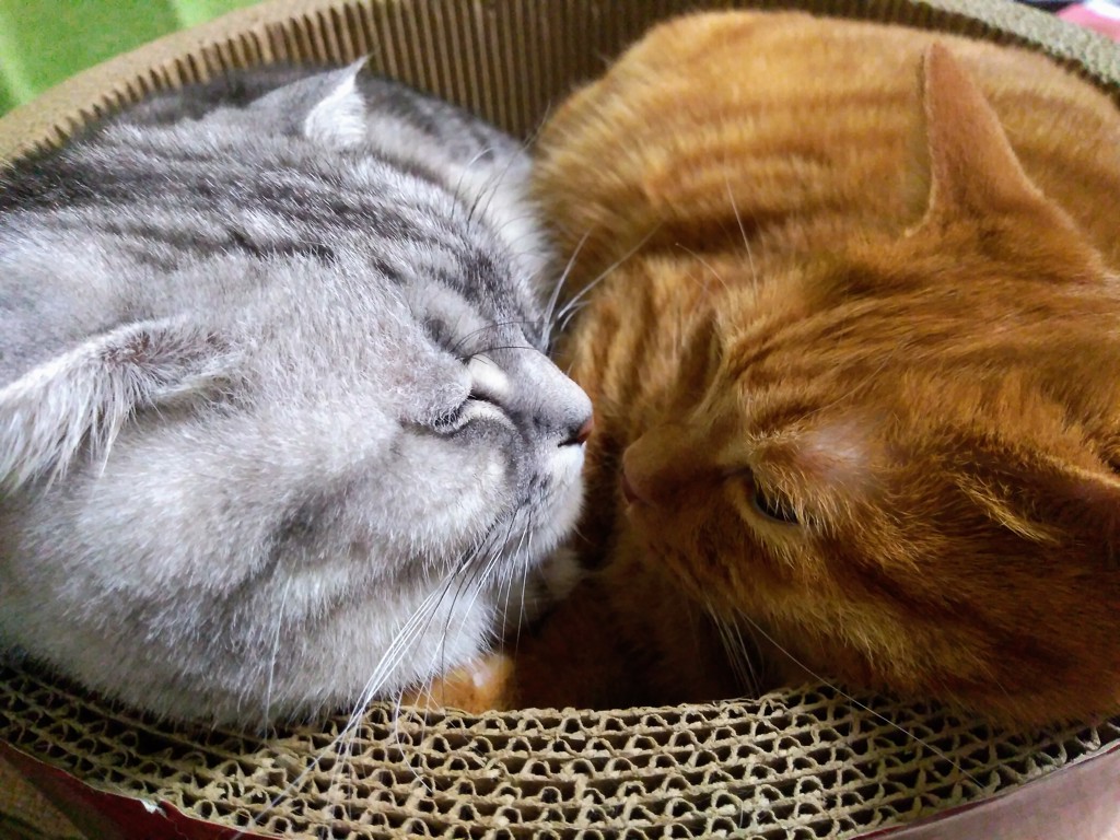 ちぃさち