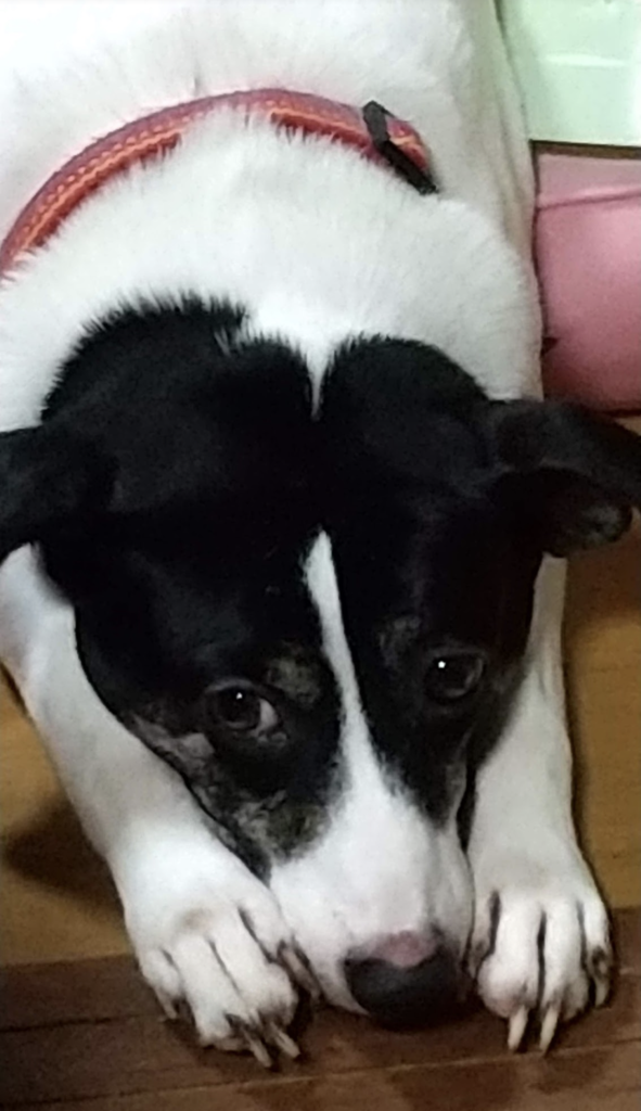 ぽって