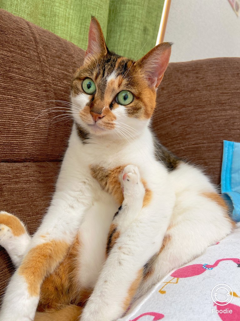 なじこ