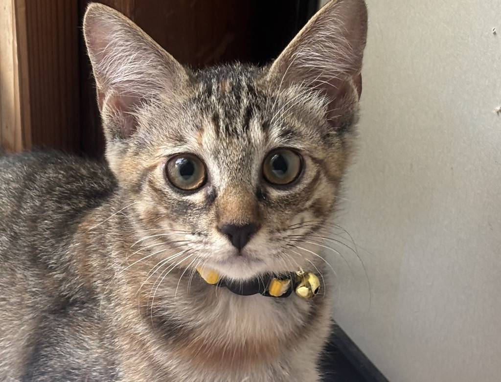 はーちゃん。