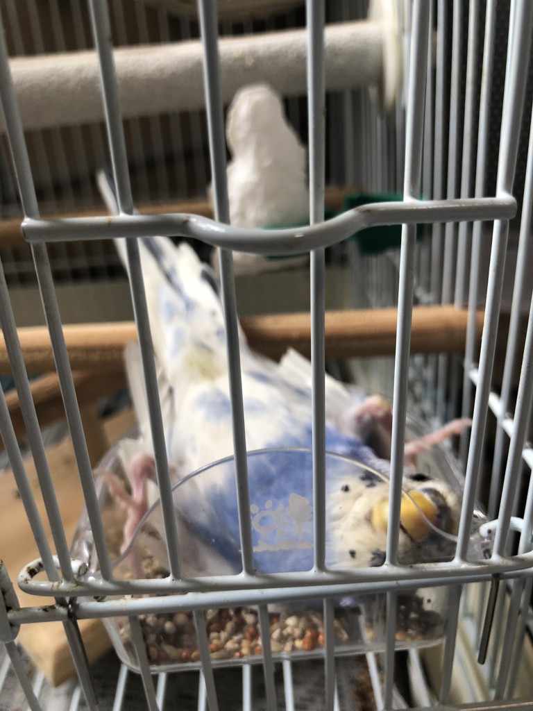 柴犬