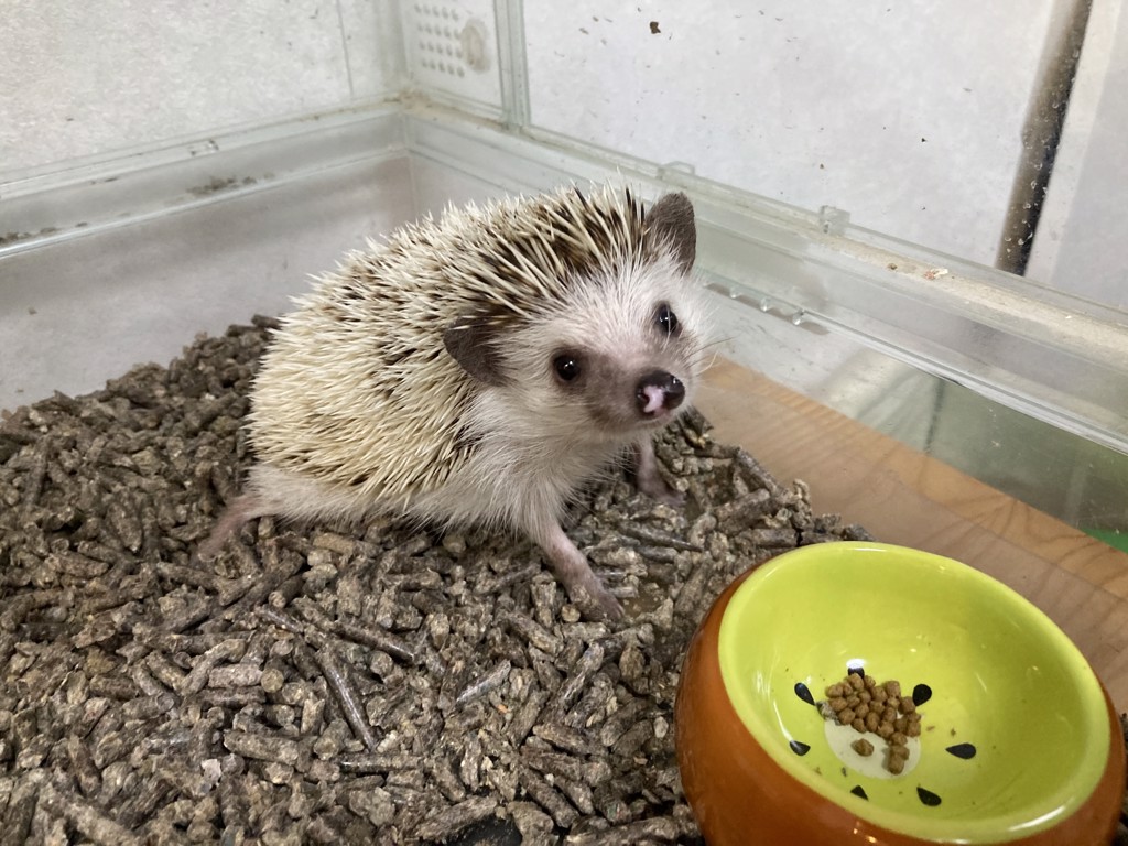 かまさきおうちかえる