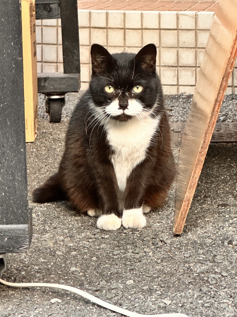 ゴンタ