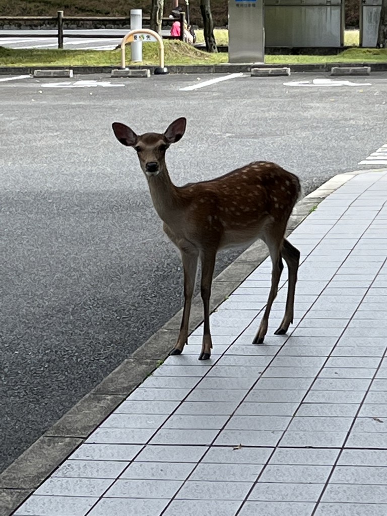 きんちゃん