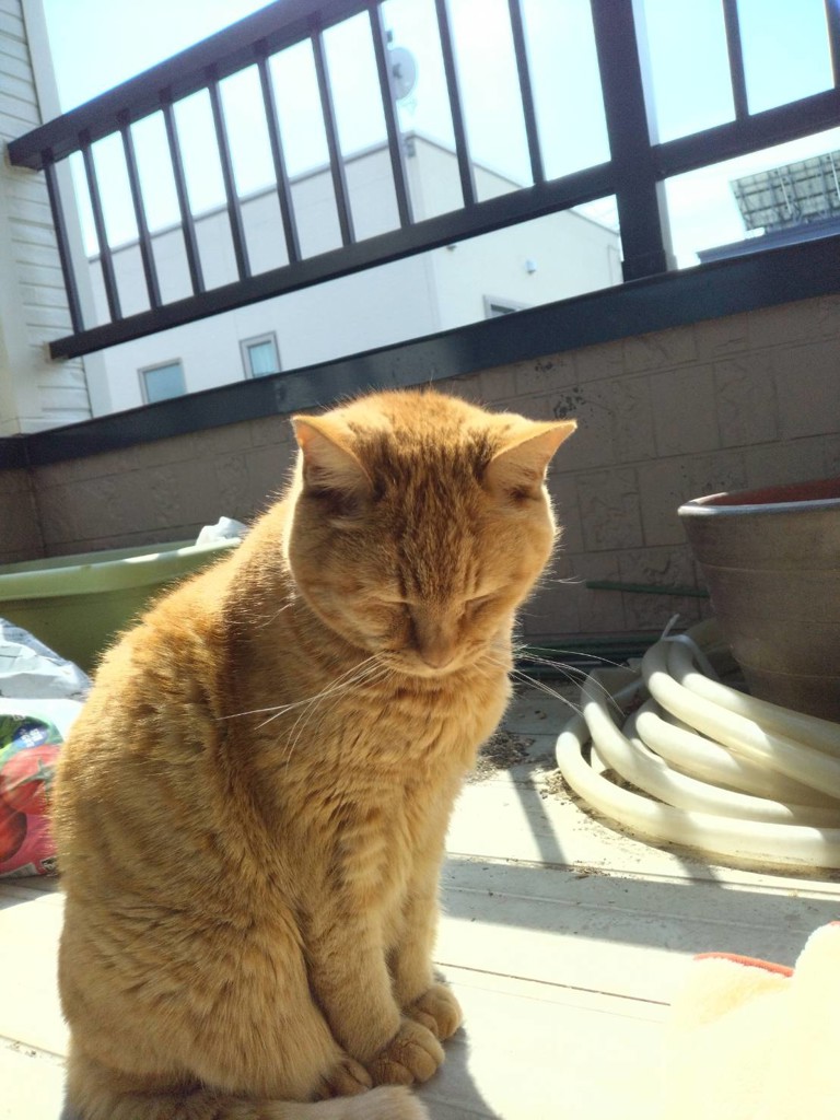 ゆきんこ