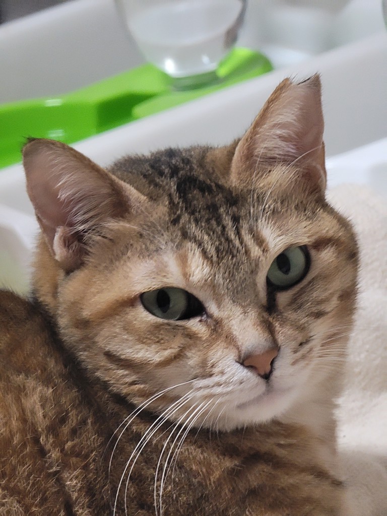 かつこ
